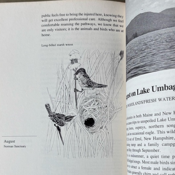 A Year with New England’s Birds A Guide to 25 Field Trips Bird New England - Picture 5 of 13